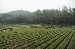 湖北更注重民生保障的温度与质感